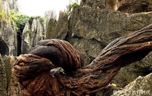 有一味中藥既補(bǔ)血又能活血,還調(diào)經(jīng),祛風(fēng)濕,調(diào)理氣血不足