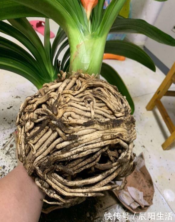 君子兰捏着“硬邦邦”？不是“有喜”了，就是满盆“肉虫子”