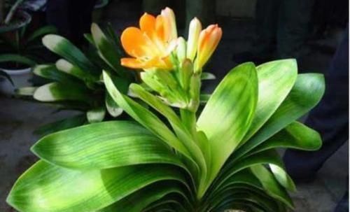 达人|君子兰真的爱喝啤酒吗?听听养花达人怎么说