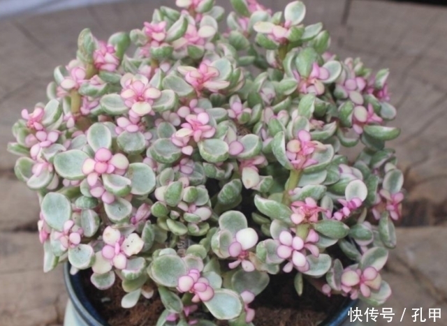 菊花|四种老年人适合养的花,又容易养又能让他们打发时间!