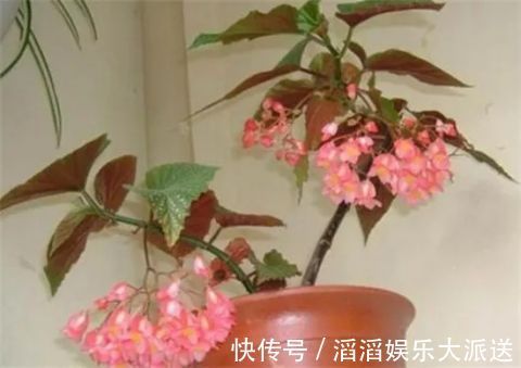 有机肥液|竹节海棠怎么养多开花，八大要点让它一年四季花开爆盆