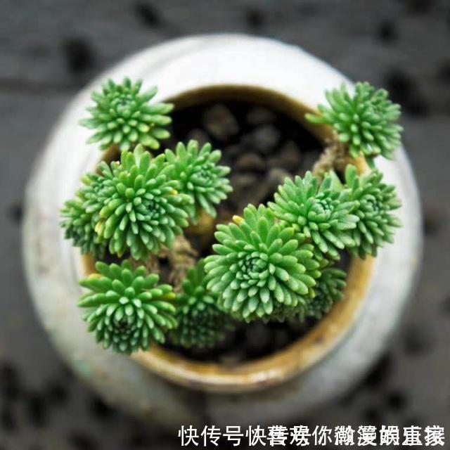 网购|网购的“多肉”，给它这样“剪一剪”，服盆特别快，盆盆都能活！
