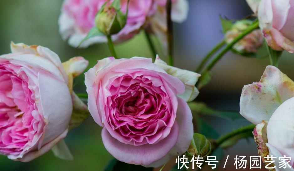 枝条|将藤本月季养成花墙，这些雷区要避开，说一说月季牵引那点事