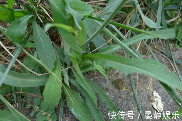 乳痛|养肝就是保命,3种野菜,养肝护肝,农村到处是宝,早了解早受益
