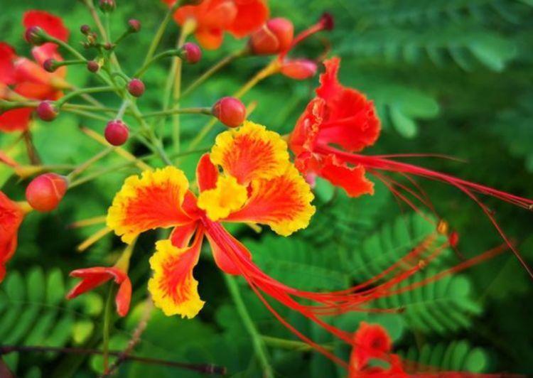 家养此款花卉,花大色艳胜玫瑰,花色艳丽,花开枝繁叶茂,美