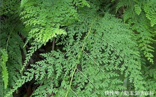 外形像孔雀尾巴,曾拿来烧火,人称“万能解毒草”,你们可认识?