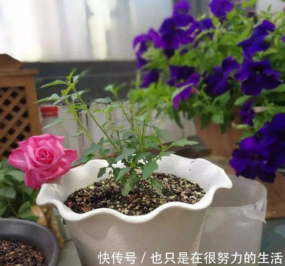 长成|小木槿养成“棒棒糖”,有一步不可少,只需一年长成小树长满花苞