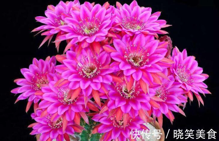 养6种花怕水多,烂根又烂叶,水少长势旺,开花开得多