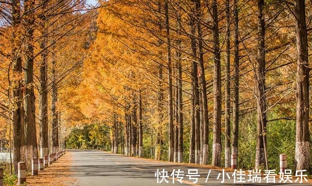 乡村路|“中国最美乡村路”又添一景，距4000年银杏仅3公里