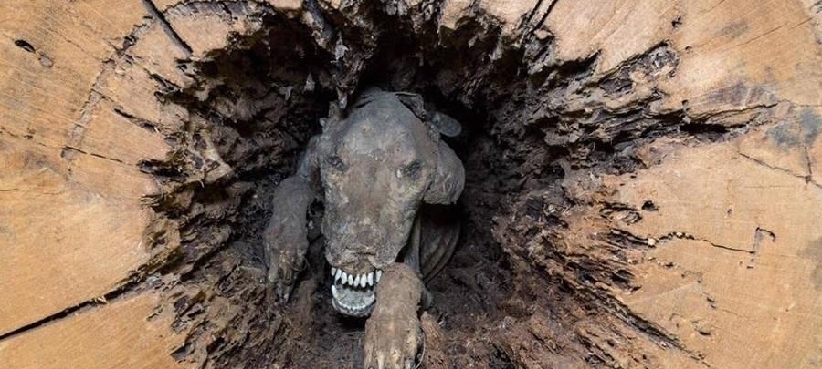 树里|这只木乃伊狗被困树里50多年, 因为追逐松鼠而被树吸成干尸