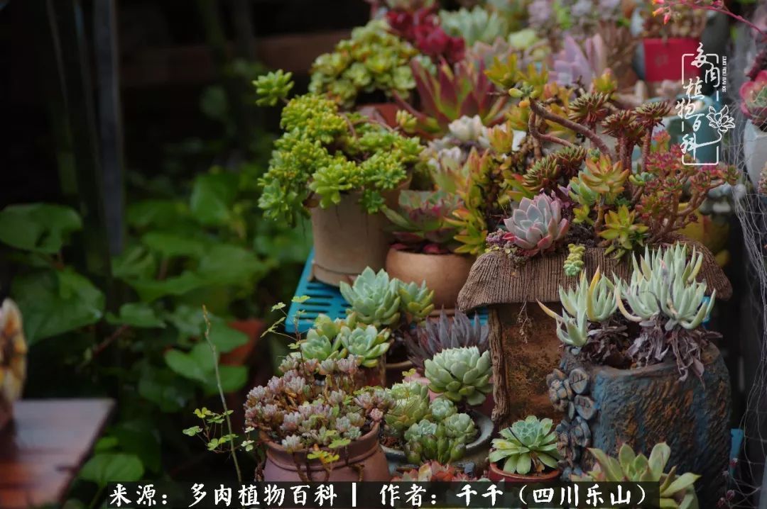 夏天日晒雨淋,秋老虎来势汹汹,你的多肉准备好逆袭了吗