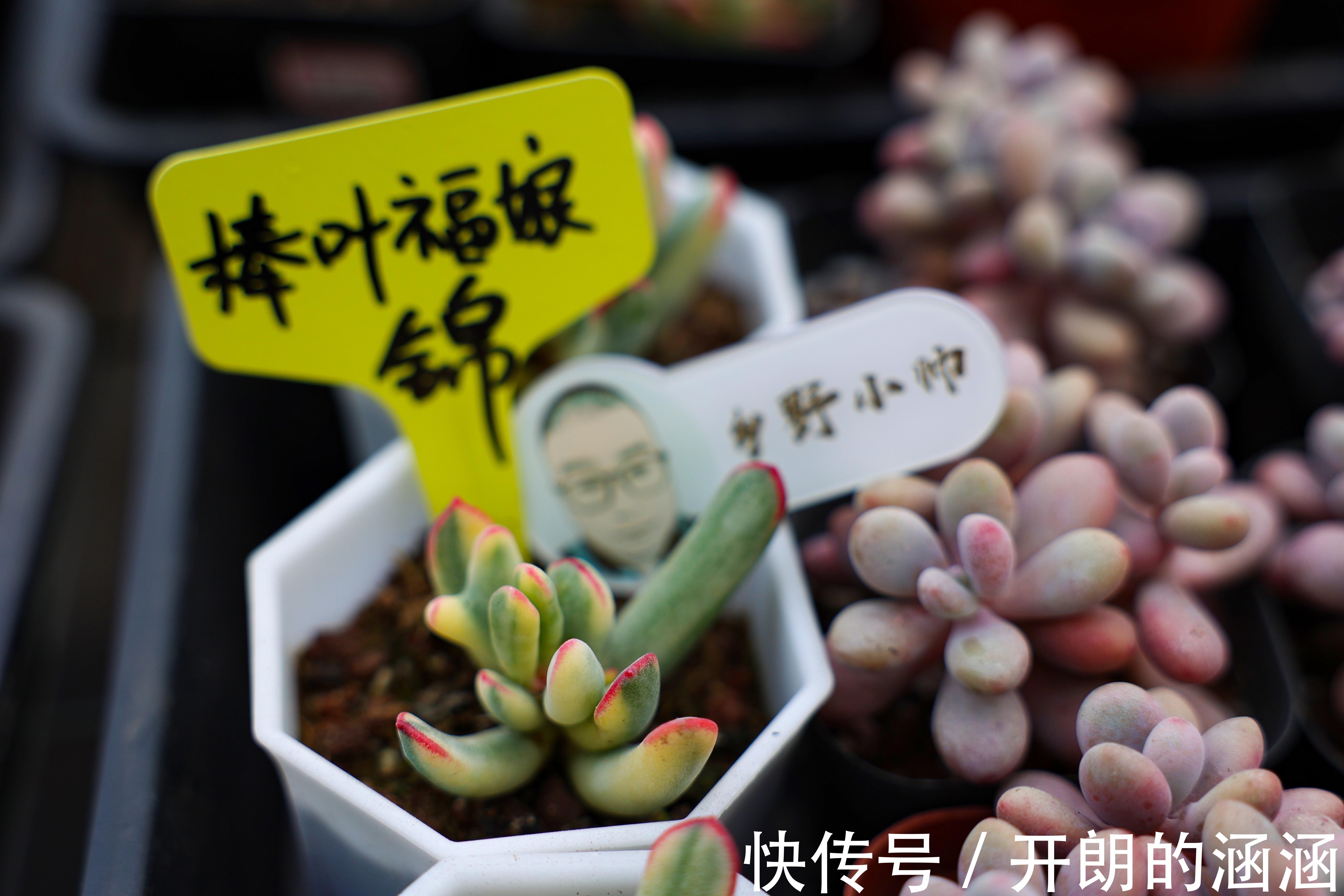 大棚新品盘点,蒂亚、福娘、侧影,冬天里的高颜值多肉