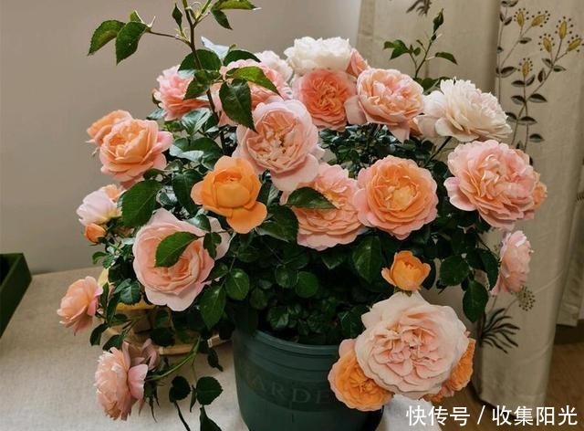 5月养月季，“一剪二施三喷”，月季积累“能量”，持续开爆花！