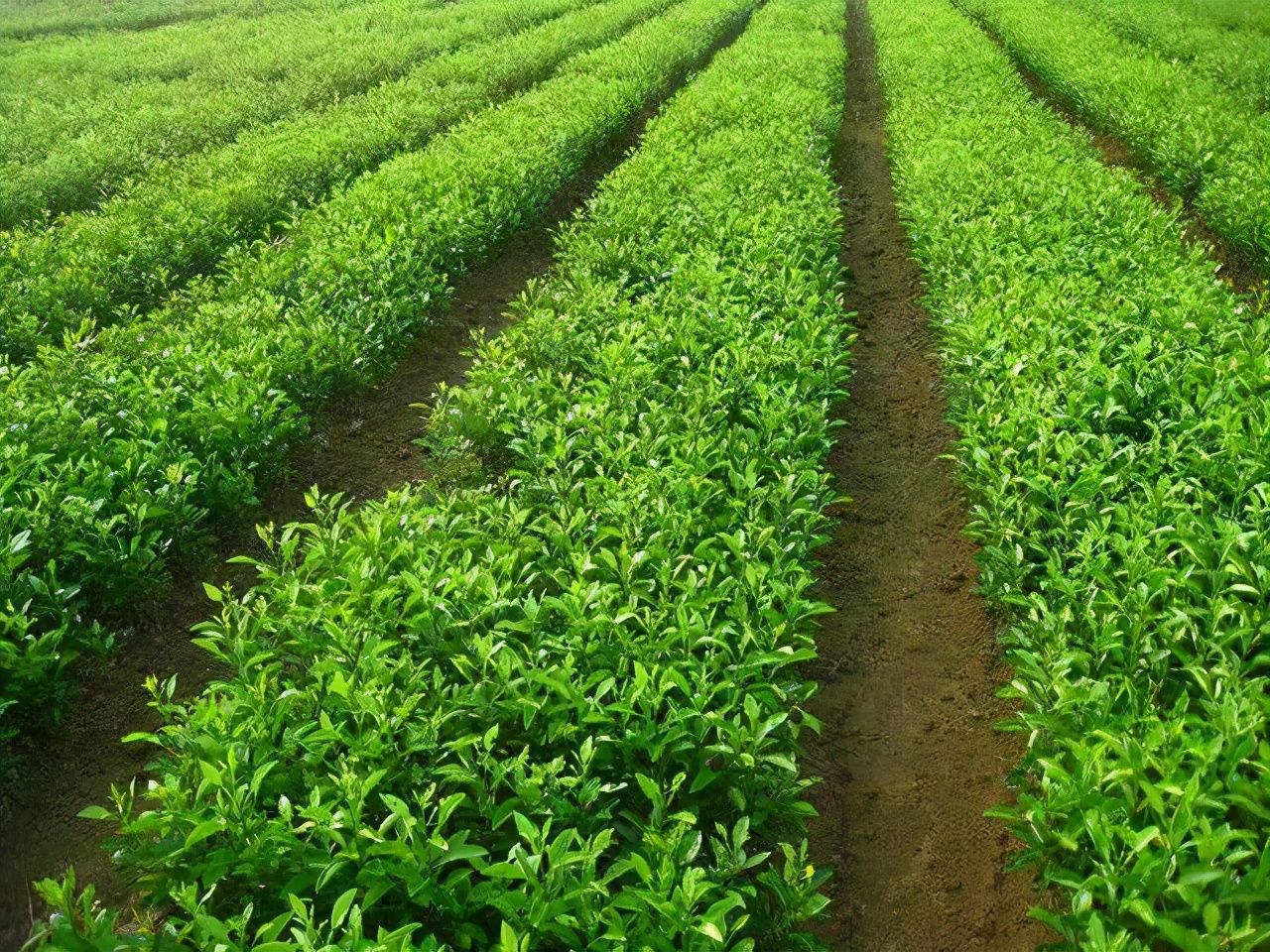  表白|诗朗诵：表白心迹