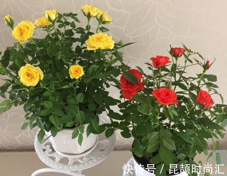 报春花报春花|大年初一错过,正月二十九不能再错过的4种花,养一盆旺运一整年
