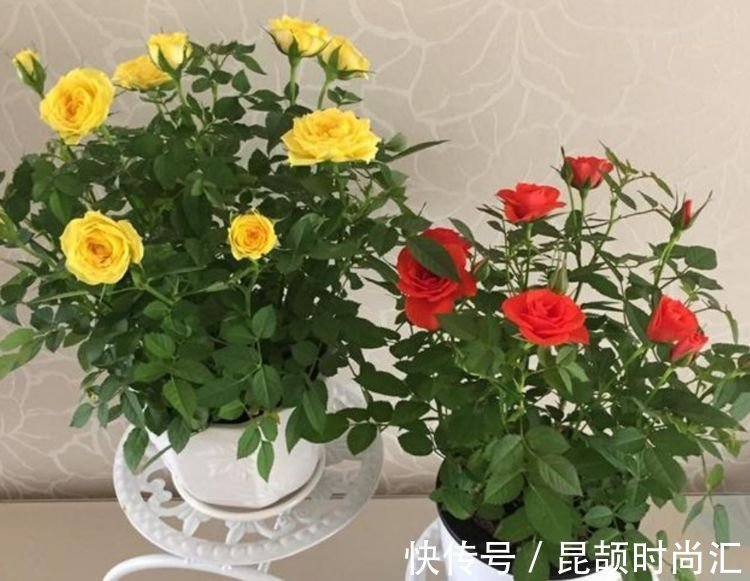 报春花报春花|大年初一错过，正月二十九不能再错过的4种花，养一盆旺运一整年