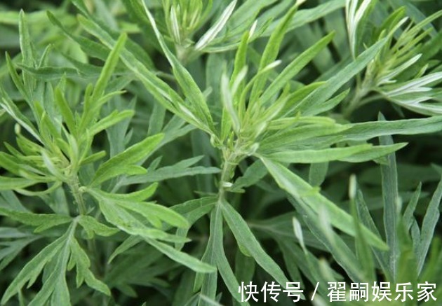 护肝利胆|俗语“家有三年艾，郎中不用来”，有神仙草之称的艾叶，你会用吗