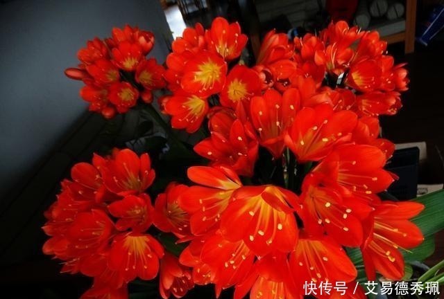 君子兰不开花？教你这样浇水，君子兰健壮不烂根，开花爆盆不是梦