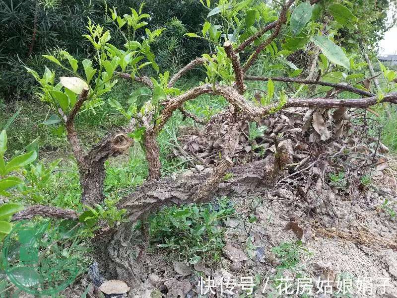 浇水|很好辨认的1种藤本植物，别轻易触碰，却是制作盆景的优良素材