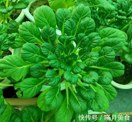 7种“蔬菜”冬天种，0度冻不死，吃一茬冒一茬，连续吃半年