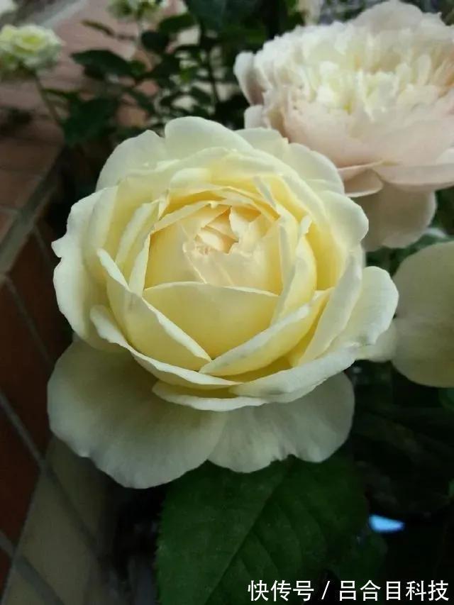 月季|22种最漂亮的月季,一次能开300天,满屋飘香开花多