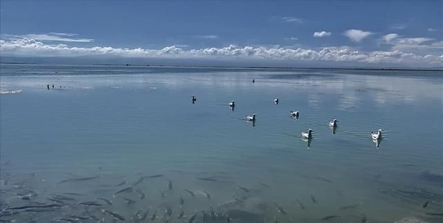 水电站|青海湖的“救命鱼”：3年吃掉7万吨，湟鱼后继无鱼？