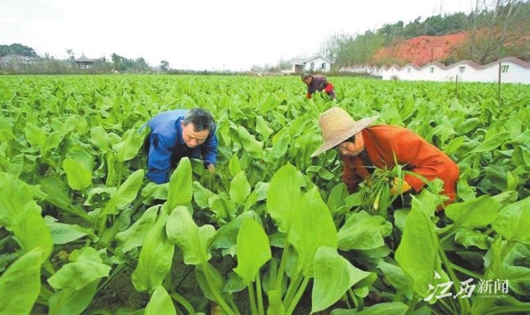 强省|江西日报整版关注中医药强省建设：“望闻问切”江西中医药