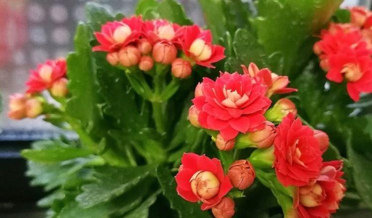 君子兰|3种花深受花友的喜欢,开花爆盆很简单,招财又纳福,谁养谁喜欢