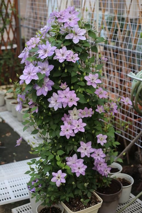 铁线莲界的“仙女”—倒影，花朵又仙又美，小阳台也能养成花瀑布