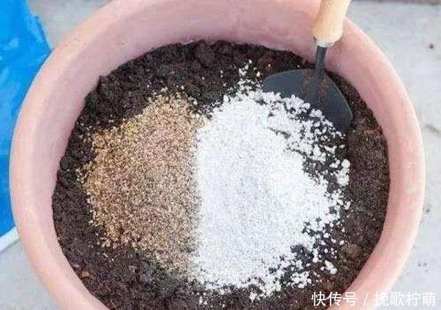 土质|最不适合养花的几种土壤,千万不要用,否则黄叶烂根养不活!