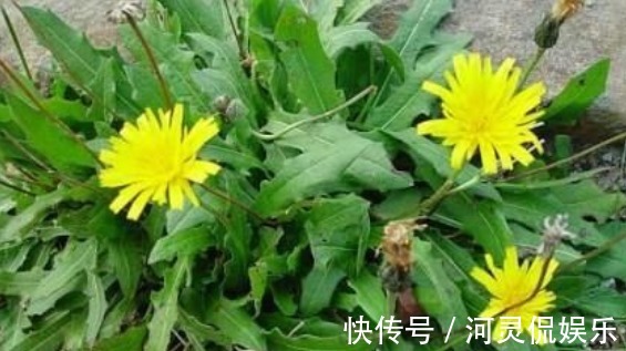 咽喉肿痛受不了,常吃3种野菜,嗓子不痛了,吃嘛嘛香!