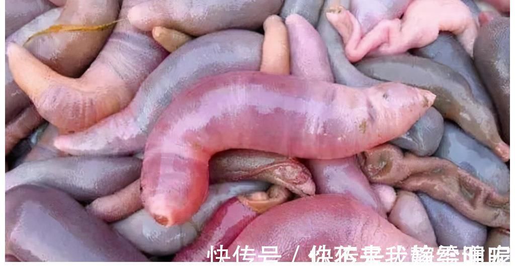 被丑耽误的4种海鲜,实则是“天下奇鲜”,全吃过才是真正海边人