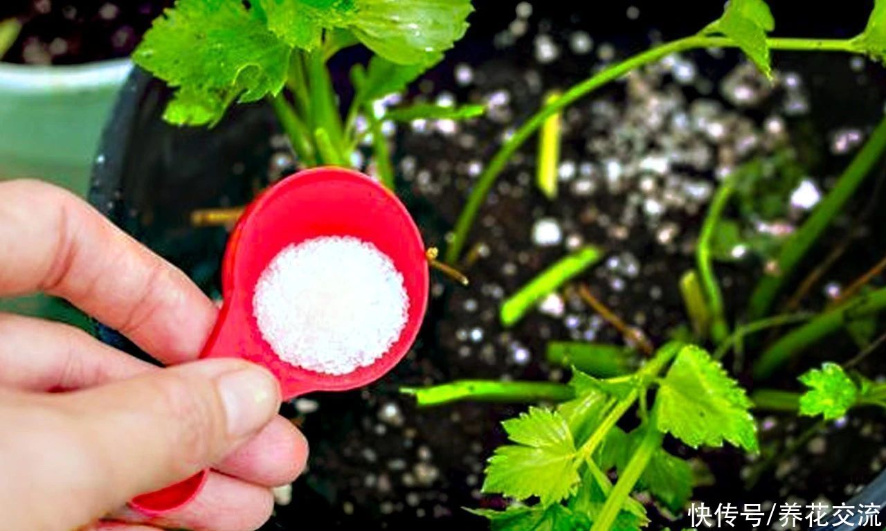 养花时分清植物缺乏哪种肥料，黄叶及时用这种肥，快速恢复翠绿