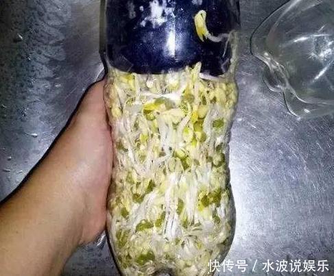 春天养花,不如在冬天种菜,撒一把菜籽,不到1个月就能收割