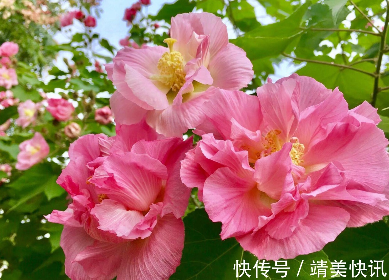 这花是一整座城的挚爱，现在正值花季，一朵就让人目眩神迷！