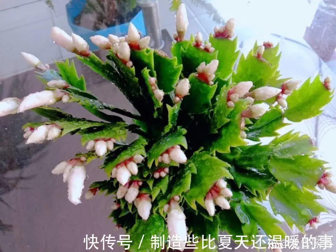 要点|养护蟹爪兰,要注意8个要点,才能开出仙气飘飘花