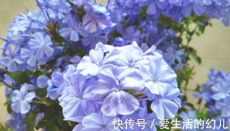 小院|家里小院种这些花卉,开花美得不像话,四季开花不停,花朵灵动美