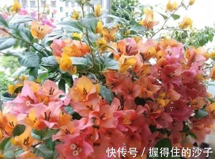 几种花养家里,好养又漂亮,几个月不浇水,照样长得旺!