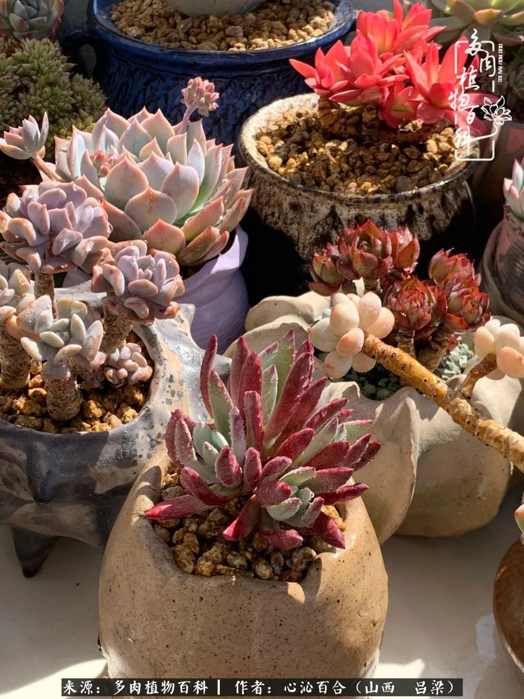 夏季的多肉，绿色才是主色调！努力呵护，期待绽放的那一刻！