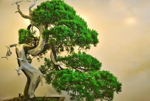 盆景学问多，教你看懂盆景的价格，购买盆景不“踩坑”，买了不吃亏