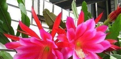 开花最香的4种花，家里养一盆，花姿妖娆，四季繁花似锦，美