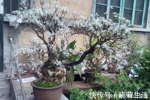 花卉|怎么调节、疏松土壤？巧用这2样，植物长势可轻松得到改善