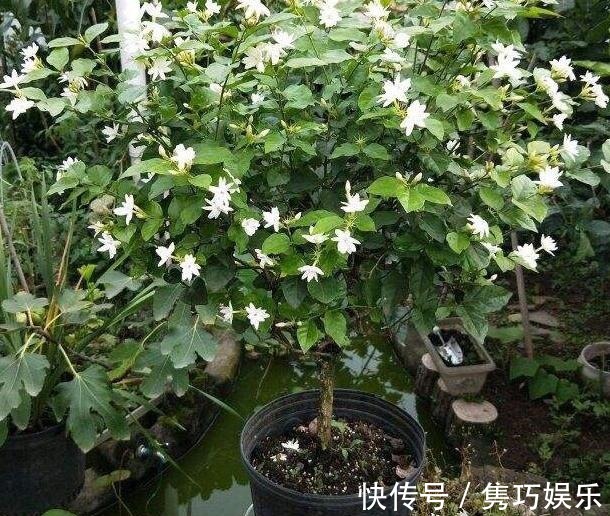 新手养花失败，大部分原因在于浇水不当！学会这3方法减少伤亡