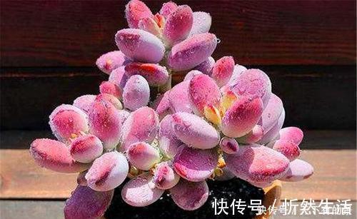 20款高贵梦幻紫色多肉,养一盆“紫气东来”,总有一款是你喜欢的