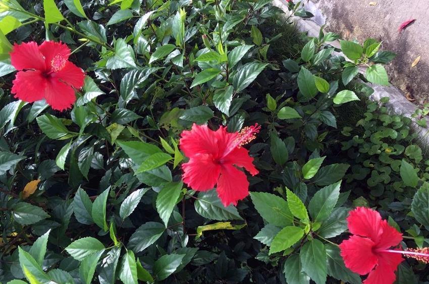 土壤|5种花爱吃醋,酸性土养得好,一睹为快看看都有谁