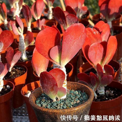 平平无奇的多肉唐印，做好几件事，叶片红艳艳，谁见了都夸美