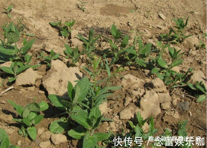 叶子像薄荷,果实像螺狮,药食兼用,最低售价也要15元一斤!