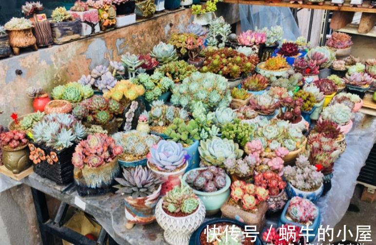 养肉路上处处坑，加州女王居然是这种多肉，不了解就掉坑里了