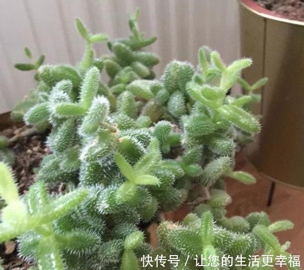 如何养殖好懒人植物多肉从3方面下手,植株不再徒长、摊大饼!