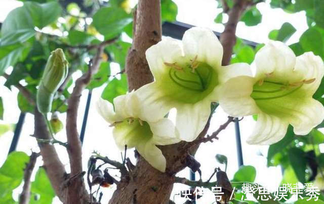5种“旺财花”,建议客厅养一盆,净化空气,格调高雅上档次